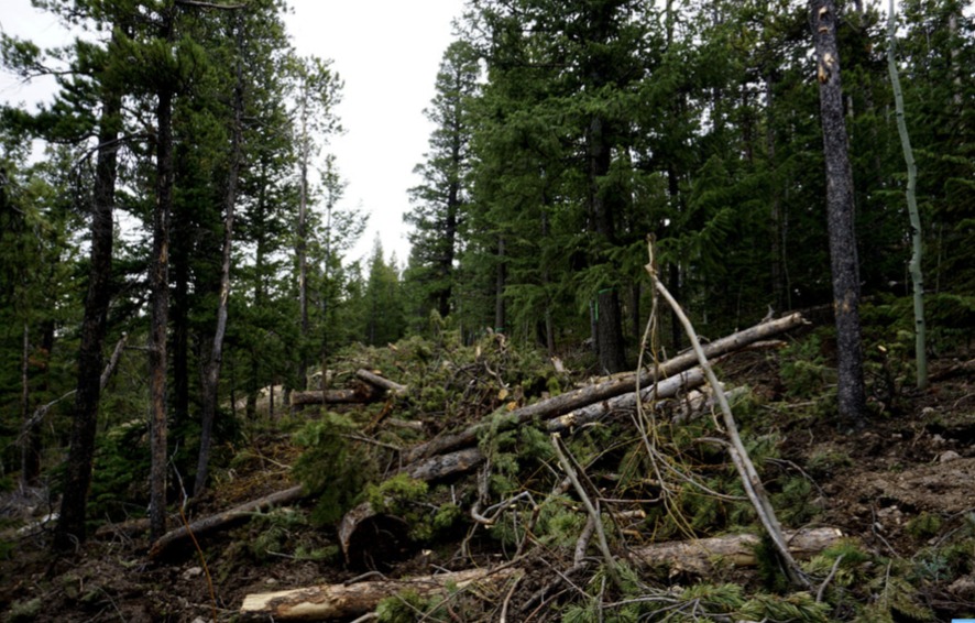 Land Clearing Near Me